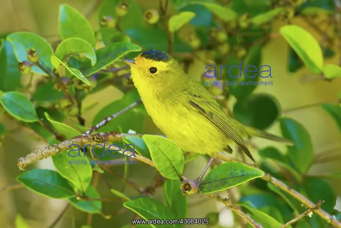 : Wilson's Warbler : Wilson's Warbler