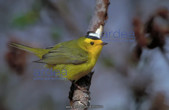 : Wilson's Warbler : Wilson's Warbler