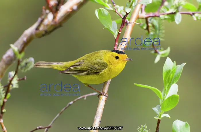 : Wilson's Warbler - adult male on breeding territory : Wilson's Warbler - adult male on breeding territory