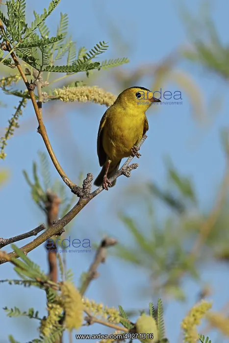 : Wilsons warbler (Cardellina pusilla), Sonoran desert, Arizo : Wilsons warbler (Cardellina pusilla), Sonoran desert, Arizo