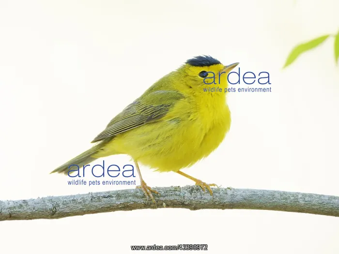  : Wilsons Warbler Cardellina pusilla Magee Marsh