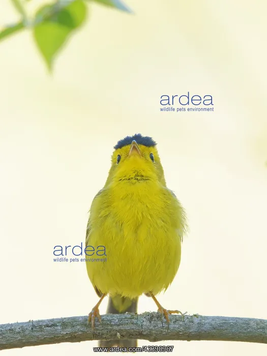 : Wilsons Warbler - male singing Cardellina pusilla : Wilsons Warbler - male singing Cardellina pusilla