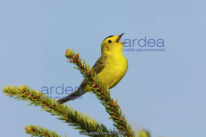 : Wilson's Warbler - singing on territory in Maine : Wilson's Warbler - singing on territory in Maine