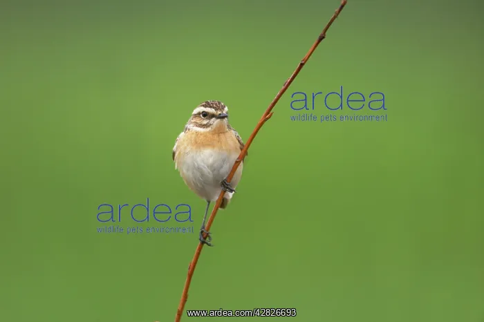  : Winchat (Saxicola rubetra). Finland