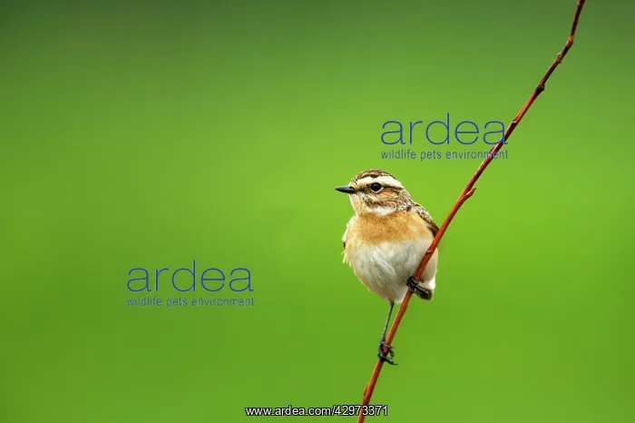  : Winchat (Saxicola rubetra). Finland