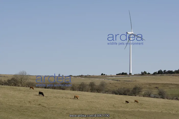 : Wind and Aubrac cows in Saint-Flour Auvergne France : Wind and Aubrac cows in Saint-Flour Auvergne France