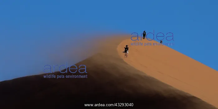 : wind blow the sand from the edge of the dunes in Namib deser : wind blow the sand from the edge of the dunes in Namib deser