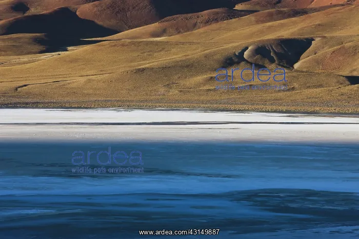 : Wind blowing gusts of salt on the Salar de Chalviri : Wind blowing gusts of salt on the Salar de Chalviri