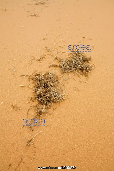 : Wind Blown Detritus - This plant matter forms the : Wind Blown Detritus - This plant matter forms the