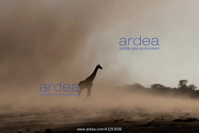 : wind sometimes create small tornado and / or sand storm involv : wind sometimes create small tornado and / or sand storm involv