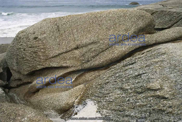 : Wind-eroded Granite : Wind-eroded Granite