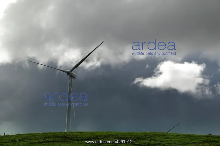 : Wind farm near Portland, South Australia : Wind farm near Portland, South Australia