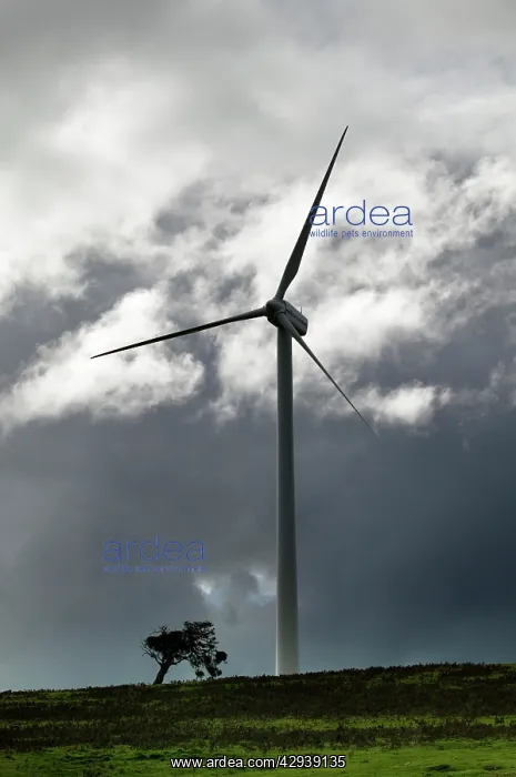 : Wind farm near Portland, South Australia : Wind farm near Portland, South Australia