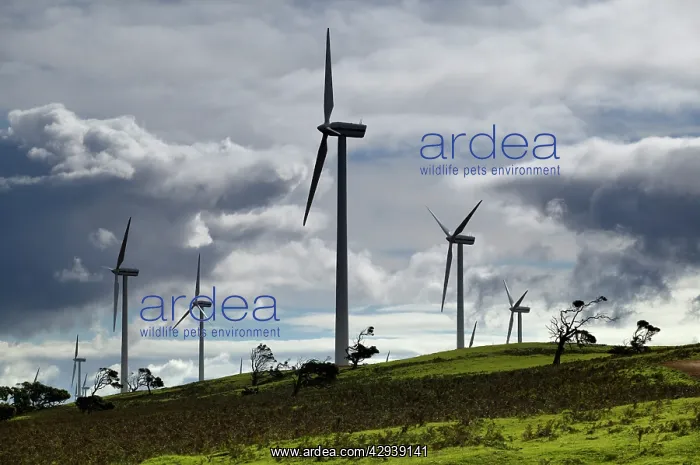 : Wind farm near Portland, South Australia : Wind farm near Portland, South Australia