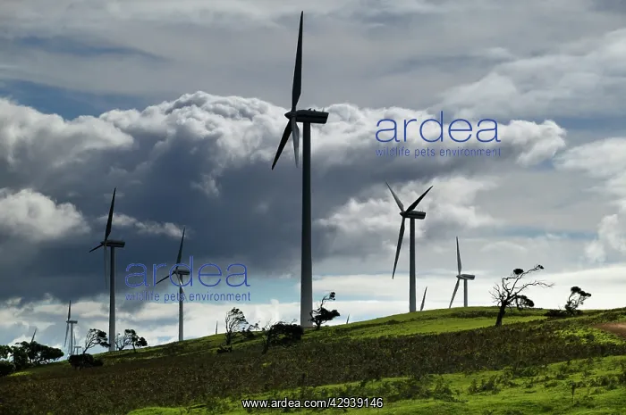: Wind farm near Portland, South Australia : Wind farm near Portland, South Australia
