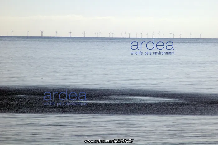  : Wind farm, off Llandudno, N Wales
