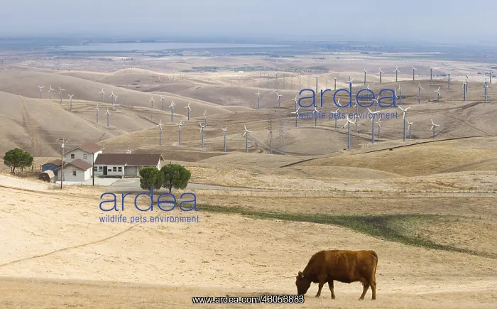 : Wind farm in the region of Altamont pass California USA : Wind farm in the region of Altamont pass California USA