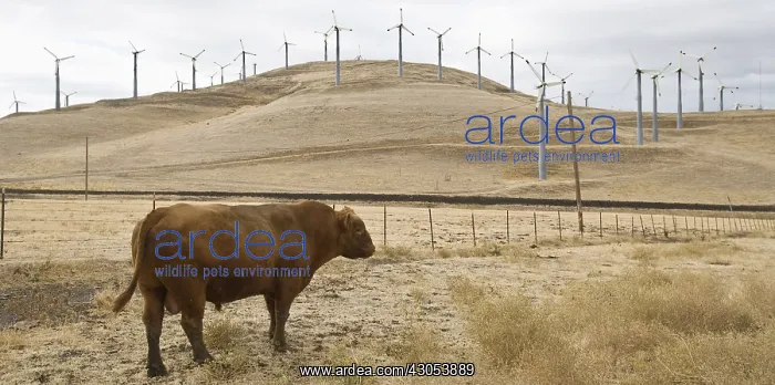 : Wind farm in the region of Altamont pass in California USA : Wind farm in the region of Altamont pass in California USA