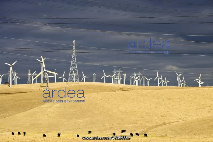 : Wind farm in the region of Altamont pass in California USA : Wind farm in the region of Altamont pass in California USA
