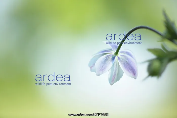  : Wind flower, Anemone leveille back view showing lilac unders