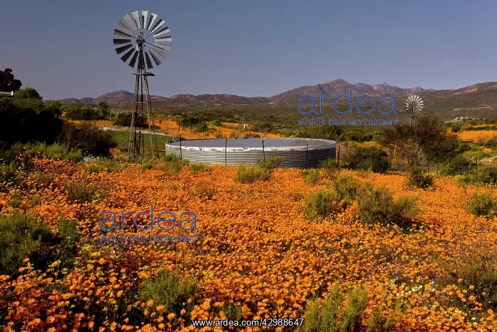 : Wind Pump - among Orange Daisies : Wind Pump - among Orange Daisies