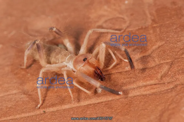  : Wind Scorpion