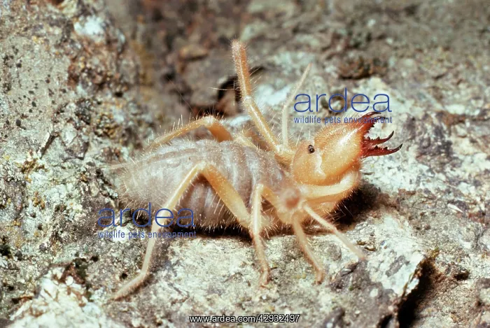 : Wind Scorpion / Camel / Sun / Roman Spider : Wind Scorpion / Camel / Sun / Roman Spider