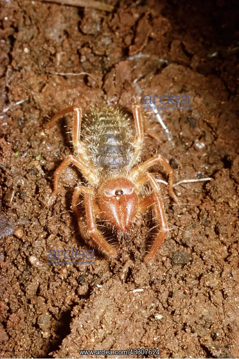: Wind Scorpion / Camel / Sun / Roman Spider : Wind Scorpion / Camel / Sun / Roman Spider