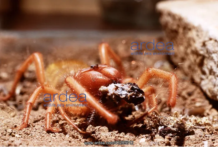 : Wind Scorpion / Camel / Sun / Roman Spider - with food : Wind Scorpion / Camel / Sun / Roman Spider - with food