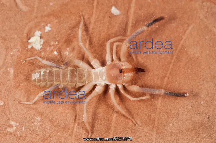 : Wind Scorpion (Eremobates sp.) on the red rock, top view, Arizona, USA : Wind Scorpion (Eremobates sp.) on the red rock, top view, Arizona, USA
