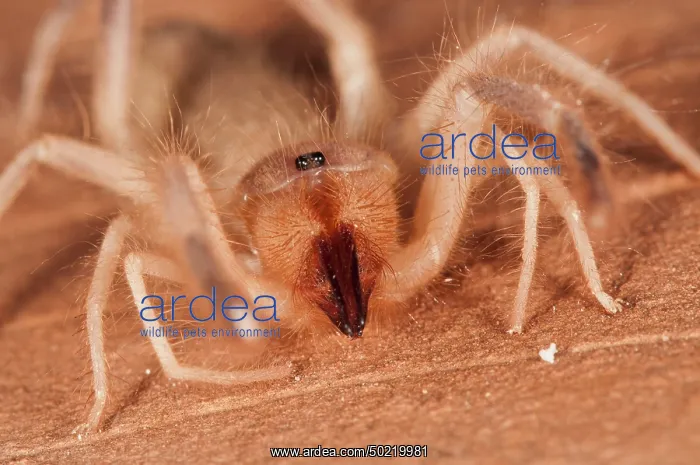 : Wind scorpion (Eremobates sp.) on the red rock, Arizona, USA : Wind scorpion (Eremobates sp.) on the red rock, Arizona, USA