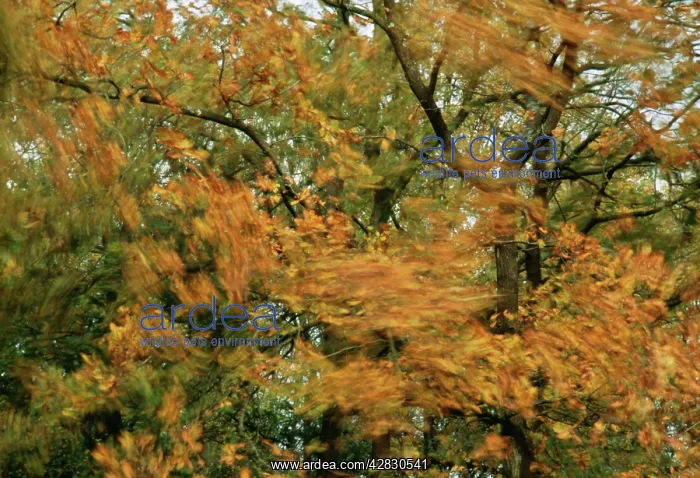  : Wind - trees blowing