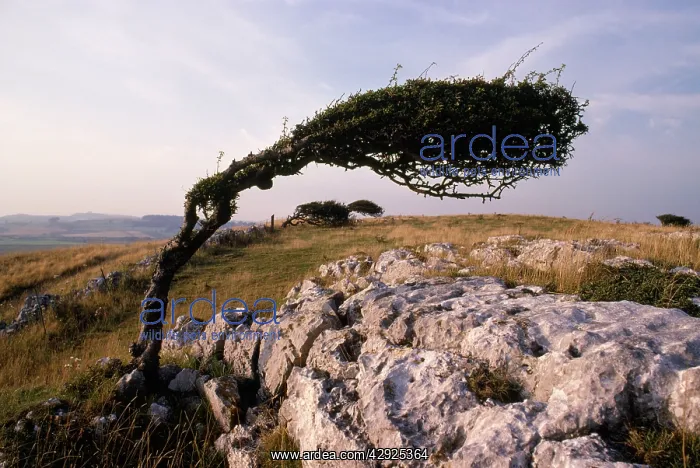 : Wind-trimmed Hawthorn : Wind-trimmed Hawthorn