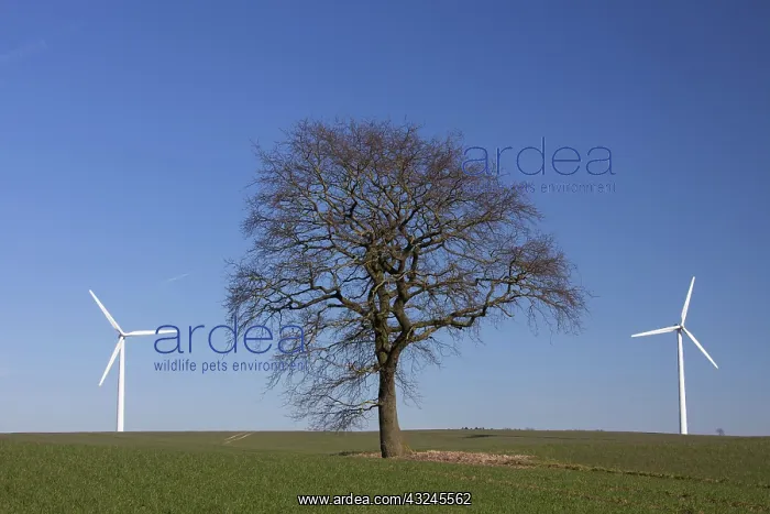 : Wind Turbine generating power on a wind farm : Wind Turbine generating power on a wind farm