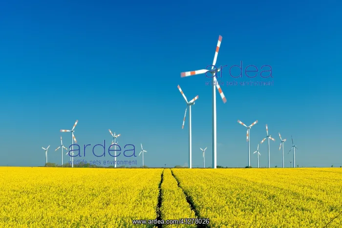 : Wind turbines behind blooming rape field, blue sky : Wind turbines behind blooming rape field, blue sky
