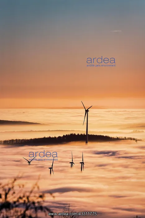  : Wind turbines and forest rising from cloud cover