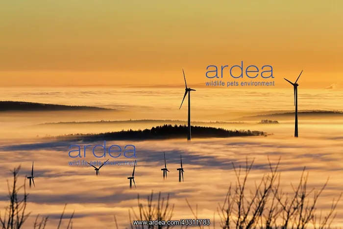 : Wind turbines and forest rising from cloud cover : Wind turbines and forest rising from cloud cover