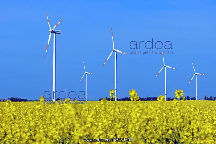 : Wind turbines in a rape (Brassica napus) Symbolic : Wind turbines in a rape (Brassica napus) Symbolic