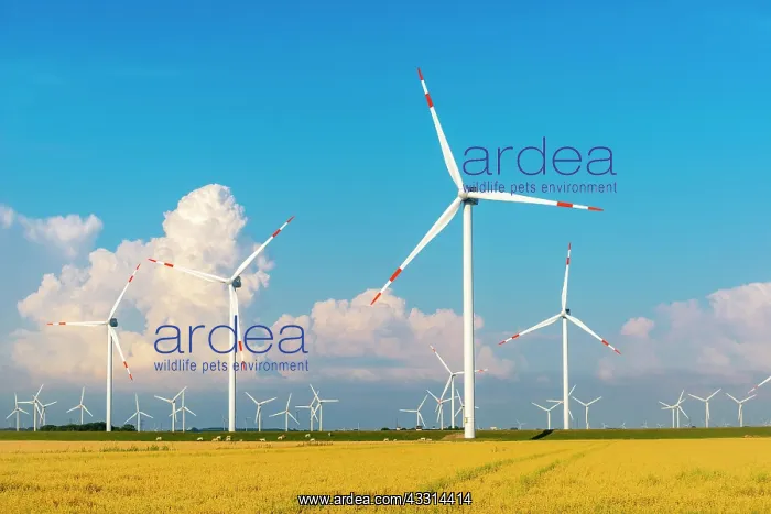 : Wind turbines in the Reussenkoge marshes, agriculture : Wind turbines in the Reussenkoge marshes, agriculture