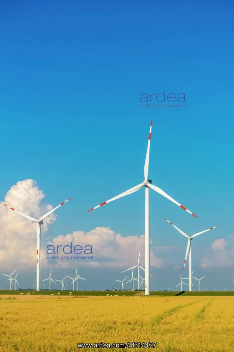 : Wind turbines in the Reussenkoge marshes, agriculture : Wind turbines in the Reussenkoge marshes, agriculture