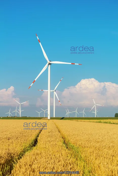 : Wind turbines in the Reussenkoge marshes, agriculture : Wind turbines in the Reussenkoge marshes, agriculture