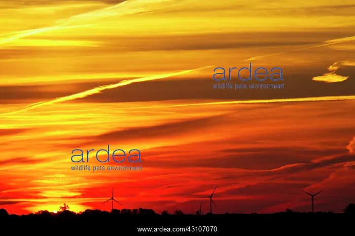 : Wind turbines at sunrise : Wind turbines at sunrise