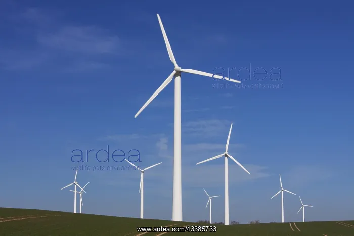 : Wind turbines at windfarm in field against blue sky : Wind turbines at windfarm in field against blue sky