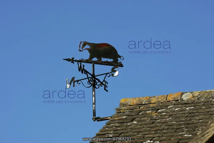 : Wind / weather vane - wrought iron with badger : Wind / weather vane - wrought iron with badger