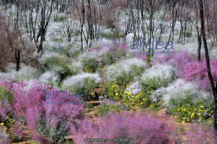 : Windblown Spring Flowers - amongst burnt scrub : Windblown Spring Flowers - amongst burnt scrub