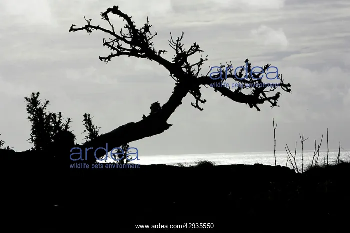 : Windblown tree on the northeast coast.in silhouette : Windblown tree on the northeast coast.in silhouette