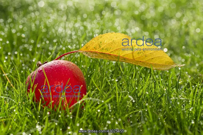 : Windfall apple and leaf on dewy lawn, Norfolk UK : Windfall apple and leaf on dewy lawn, Norfolk UK