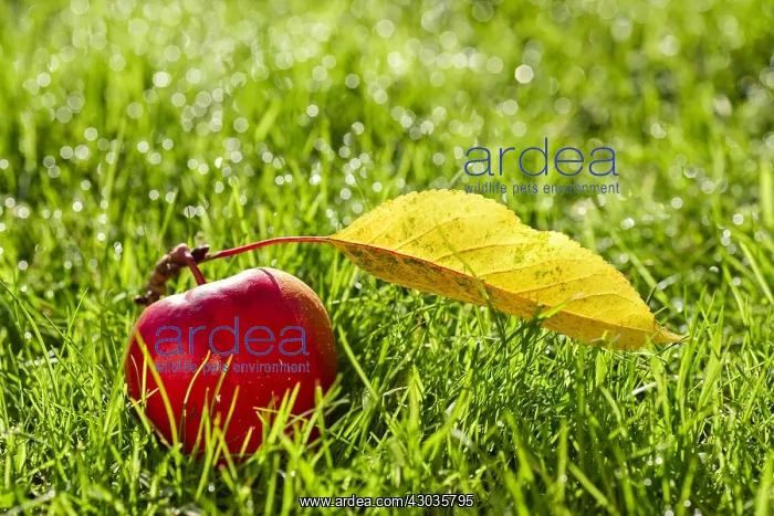: Windfall apple and leaf on dewy lawn, Norfolk UK : Windfall apple and leaf on dewy lawn, Norfolk UK