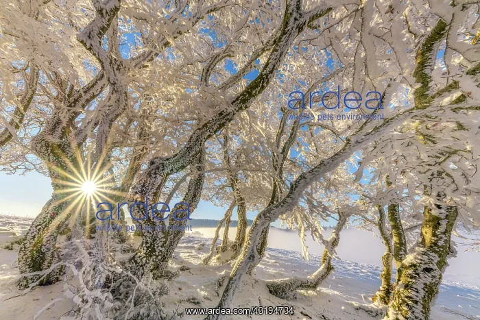 : Winding beech trees after a snow squall, Massif : Winding beech trees after a snow squall, Massif