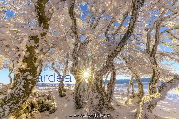 : Winding beech trees after a snow squall, Massif : Winding beech trees after a snow squall, Massif